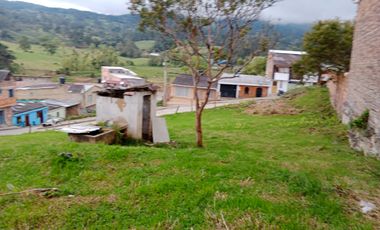 lote buenavista
