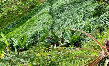 FINCA AGRÍCOLA, CON COCHERA Y MARRANERA PARA 240 LECHONES