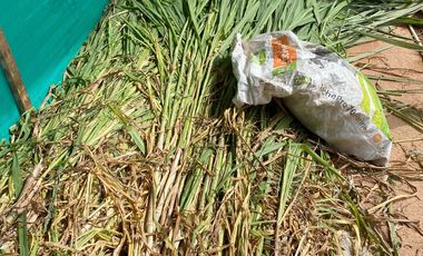 FINCA AGRÍCOLA, CON COCHERA Y MARRANERA PARA 240 LECHONES