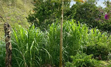 FINCA AGRÍCOLA, CON COCHERA Y MARRANERA PARA 240 LECHONES