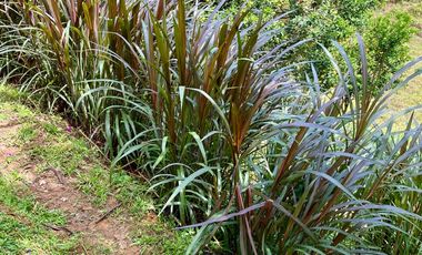 FINCA AGRÍCOLA, CON COCHERA Y MARRANERA PARA 240 LECHONES
