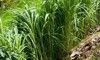 FINCA AGRÍCOLA, CON COCHERA Y MARRANERA PARA 240 LECHONES