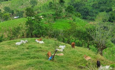 EN VENTA FINCA GANADERA DE 40 CUADRAS EN LA VIRGINIA