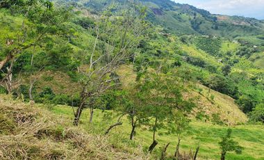 EN VENTA FINCA GANADERA DE 40 CUADRAS EN LA VIRGINIA