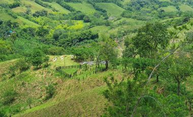 EN VENTA FINCA GANADERA DE 40 CUADRAS EN LA VIRGINIA
