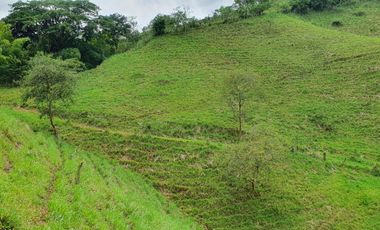 EN VENTA FINCA GANADERA DE 40 CUADRAS EN LA VIRGINIA