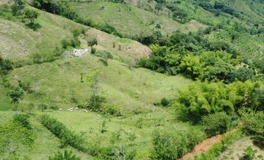 EN VENTA FINCA GANADERA DE 40 CUADRAS EN LA VIRGINIA
