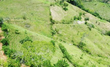 EN VENTA FINCA GANADERA DE 40 CUADRAS EN LA VIRGINIA