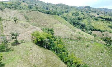 EN VENTA FINCA GANADERA DE 40 CUADRAS EN LA VIRGINIA
