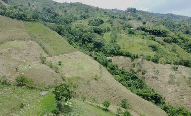 EN VENTA FINCA GANADERA DE 40 CUADRAS EN LA VIRGINIA