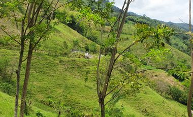 EN VENTA FINCA GANADERA DE 40 CUADRAS EN LA VIRGINIA