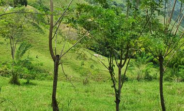 EN VENTA FINCA GANADERA DE 40 CUADRAS EN LA VIRGINIA