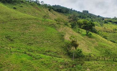 EN VENTA FINCA GANADERA DE 40 CUADRAS EN LA VIRGINIA