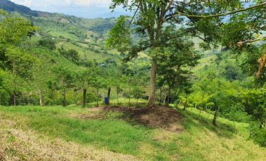 EN VENTA FINCA GANADERA DE 40 CUADRAS EN LA VIRGINIA