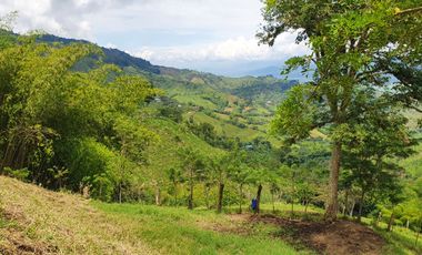 EN VENTA FINCA GANADERA DE 40 CUADRAS EN LA VIRGINIA