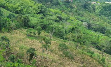 EN VENTA FINCA GANADERA DE 40 CUADRAS EN LA VIRGINIA