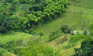EN VENTA FINCA GANADERA DE 40 CUADRAS EN LA VIRGINIA