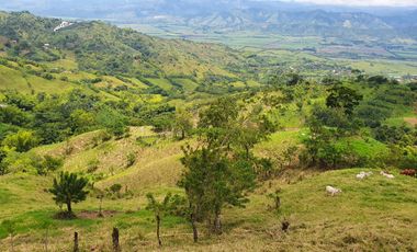 EN VENTA FINCA GANADERA DE 40 CUADRAS EN LA VIRGINIA