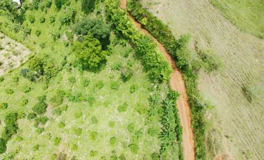 EN VENTA FINCA GANADERA DE 40 CUADRAS EN LA VIRGINIA