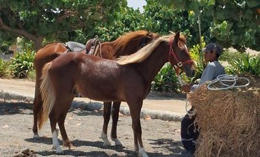 Venta De Casa En Condominio Acca Paracas