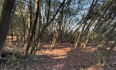 Parcela de 5.000 m2  en loteo San Ramon de Cato en Tres esquina de Cato, Chillán