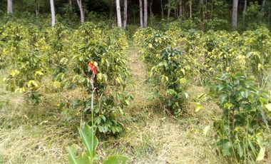 FINCA EN SOMONDOCO, VIA CUCUAVACA