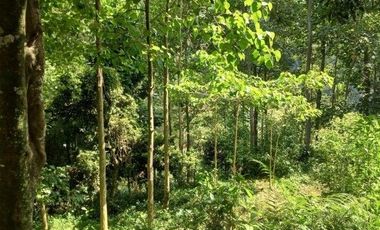 56,68 Ha Tanah Kebun Pinggir Jalan Desa Malasari, Cimaung, Kabupaten Bandung