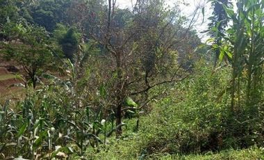 56,68 Ha Tanah Kebun Pinggir Jalan Desa Malasari, Cimaung, Kabupaten Bandung