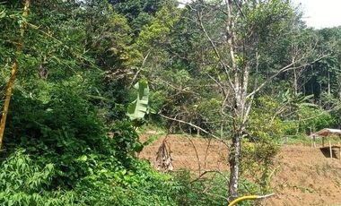 56,68 Ha Tanah Kebun Pinggir Jalan Desa Malasari, Cimaung, Kabupaten Bandung