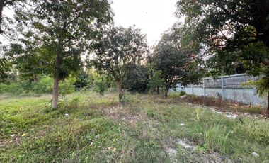 From this land to Seacon Srinakarin in just 5 minutes! Only 1.5 km from MRT. Selling land on On Nut 46, size 3-3-13 rai,