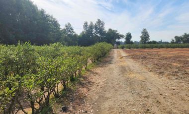 Venta parcela con Casas y plantación de arandanos