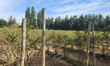 Venta parcela con Casas y plantación de arandanos