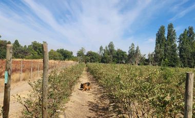 Venta parcela con Casas y plantación de arandanos