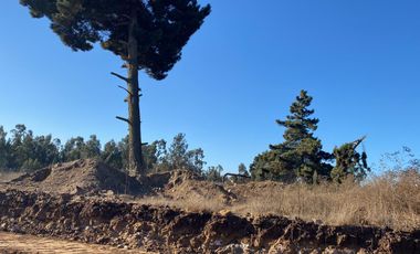 SE VENDE PARCELA PLANA DE 10 MIL M2, MALVILLA, SAN ANTONIO