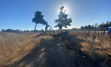 SE VENDE PARCELA PLANA DE 10 MIL M2, MALVILLA, SAN ANTONIO