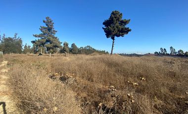 SE VENDE PARCELA PLANA DE 10 MIL M2, MALVILLA, SAN ANTONIO