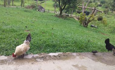 VENDO HERMOSA FINCA EN SAN CARLOS ANTIOQUIA.