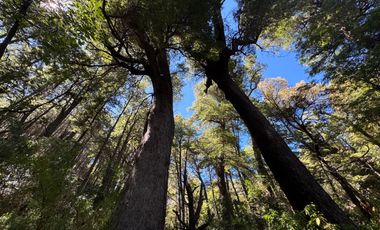 Parcela 5000M2 en valle Las Trancas, termas de Chillán