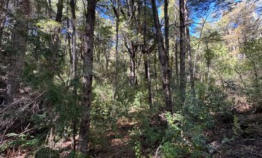 Parcela 5000M2 en valle Las Trancas, termas de Chillán