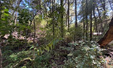 Parcela 5000M2 en valle Las Trancas, termas de Chillán