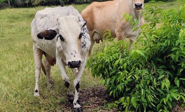 🌿 ¡OPORTUNIDAD ÚNICA! FINCA GANADERA EN VENTA – PIEDRAS, TOLIMA 🏡🐄