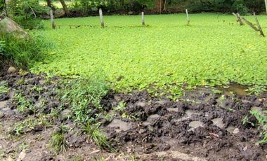 🌿 ¡OPORTUNIDAD ÚNICA! FINCA GANADERA EN VENTA – PIEDRAS, TOLIMA 🏡🐄