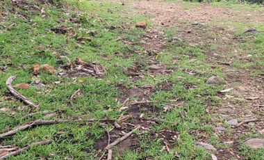 🌿 ¡OPORTUNIDAD ÚNICA! FINCA GANADERA EN VENTA – PIEDRAS, TOLIMA 🏡🐄
