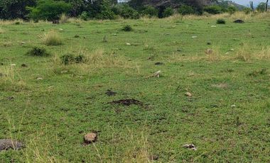 🌿 ¡OPORTUNIDAD ÚNICA! FINCA GANADERA EN VENTA – PIEDRAS, TOLIMA 🏡🐄