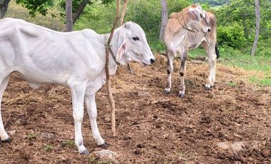 🌿 ¡OPORTUNIDAD ÚNICA! FINCA GANADERA EN VENTA – PIEDRAS, TOLIMA 🏡🐄