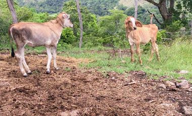 🌿 ¡OPORTUNIDAD ÚNICA! FINCA GANADERA EN VENTA – PIEDRAS, TOLIMA 🏡🐄
