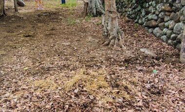 🌿 ¡OPORTUNIDAD ÚNICA! FINCA GANADERA EN VENTA – PIEDRAS, TOLIMA 🏡🐄