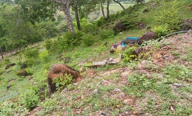 🌿 ¡OPORTUNIDAD ÚNICA! FINCA GANADERA EN VENTA – PIEDRAS, TOLIMA 🏡🐄