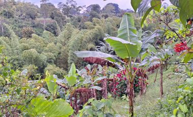 VENTA FINCA A 15 MINUTOS DE QUIMBAYA - QUINDIO.