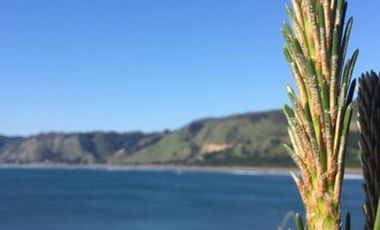 Oportunidad UNICA Parcela de 5000 m2 en LITUECHE